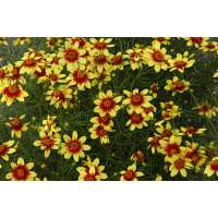 Coreopsis verticillata'Route 66'
