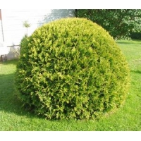 Thuja occidentalis'Golden Globe' 