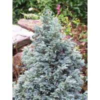 Chamaecyparis pisifira'Blue Planet' 