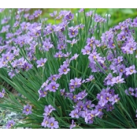 Sisyrinchium angustifolium