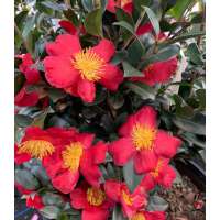 Camellia sasanqua'Yuletide'