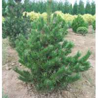 Pinus contorta'Spaan's DwarF' 