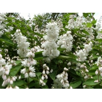 Deutzia scabra'Plena' 