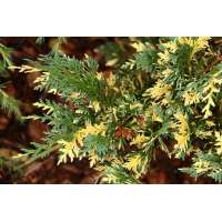 Chamaecyparis nootkatensis'Gloria Polonia' 