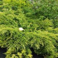 Juniperus media'Pfitzeriana Aurea' 