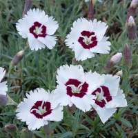 Dianthus gratianopolitanus'Starry Eyes'