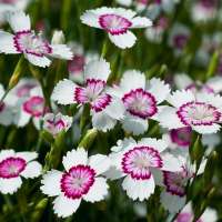 Dianthus deltoides'Artic Fire'