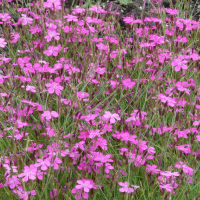 Dianthus deltoides'Rosea'