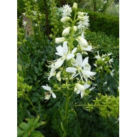 Dictamnus albus'Albiflorus'
