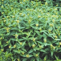 Diervilla sessifolia'Butterfly' 