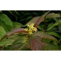 Diervilla sessilifolia 