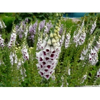 Digitalis purpurea'Pam's Choice'