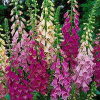 Digitalis purpurea'Foxy Hybrids'