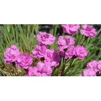 Dianthus gratianopolanitus'Pink Jewel'