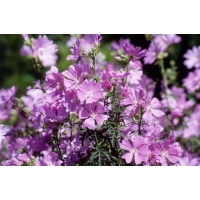 Malva alcea'Fastigiata'