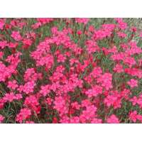 Dianthus deltoides'Brilliant'