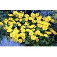 Doronicum orientale'Little Leo'
