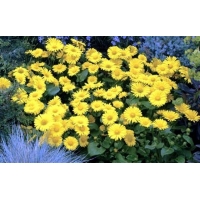 Doronicum orientale'Little Leo'