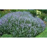Lavandula angustifolia'Blue Cushion