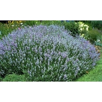 Lavandula angustifolia'Blue Cushion