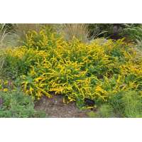 Solidago sphacelata'Golden Fleece'