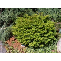 Chamaecyparis obtusa'Pygmaea' 