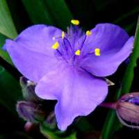 Tradescantia'Good Luck'