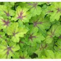 Heucherella'Art Nouveau'