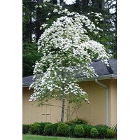 Cornus'Eddie's White Wonder' 