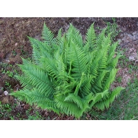 Dryopteris filix-mas