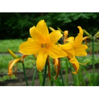 Hemerocallis middendorfii