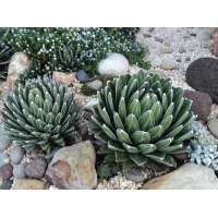 Agave victorie-reginae 