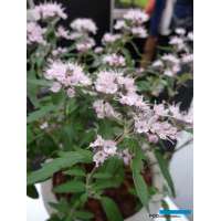 Caryopteris clandonensis'Stephi' 