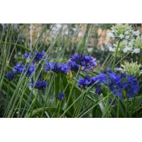 Agapanthus'Navy Blue' 