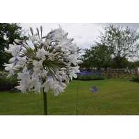 Agapanthus'Enigma' 