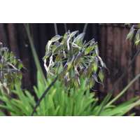 Agapanthus'Dr Brouwer' 