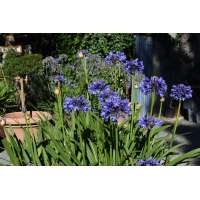 Agapanthus'Septemberhemel' 