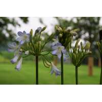 Agapanthus'Silver Baby' 
