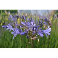 Agapanthus'Dr Brouwer' 