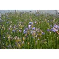 Agapanthus'Aberdeen' 