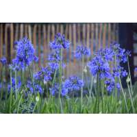 Agapanthus'Loch hope' 
