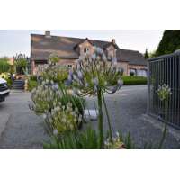 Agapanthus'Rotterdam 