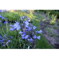 Agapanthus'Bandung' 