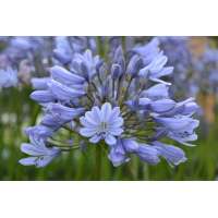 Agapanthus'Aberdeen' 