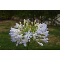 Agapanthus'Phantom' 