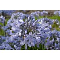 Agapanthus'Rotterdam 