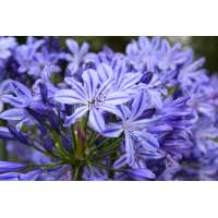 Agapanthus'Marijke' 