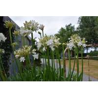 Agapanthus'Malaga' 