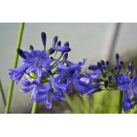 Agapanthus'Carla' 