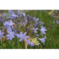 Agapanthus'Stockholm' 